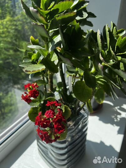 Каланхоэ