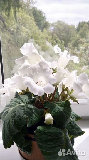 Глоксинья Детки