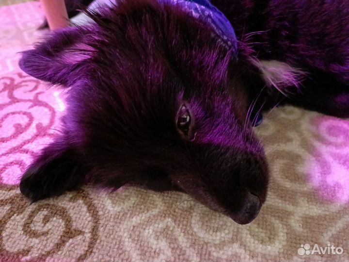 Маленькая собака в добрые руки отдам бесплатно