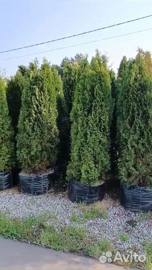Туя смарагд 240-250 см