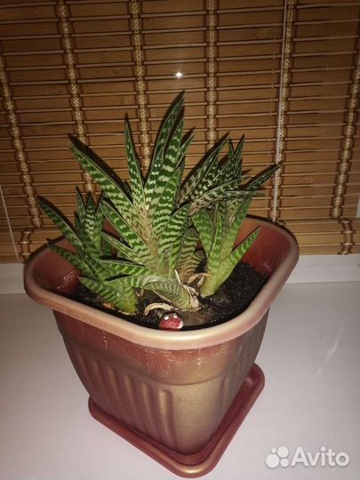 Растения комнатные