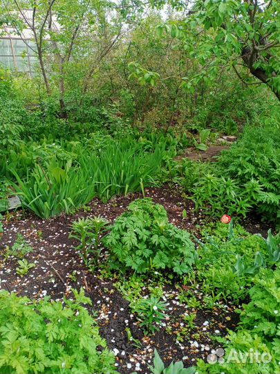 Дачу: домик 30м2, участок 6 соток