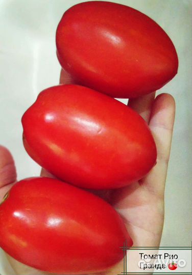 Комплект семян томатов (20 сортов)