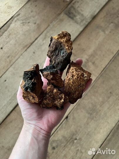 Чага гриб березовая