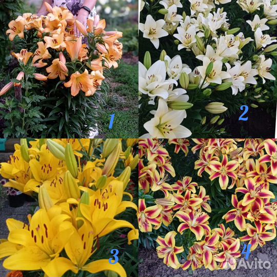 Лилии луковицы