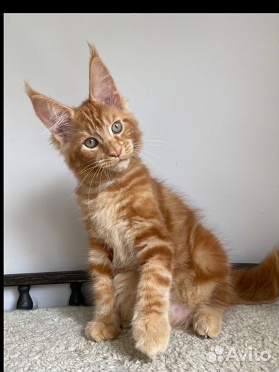 Рыжий котенок мейкун