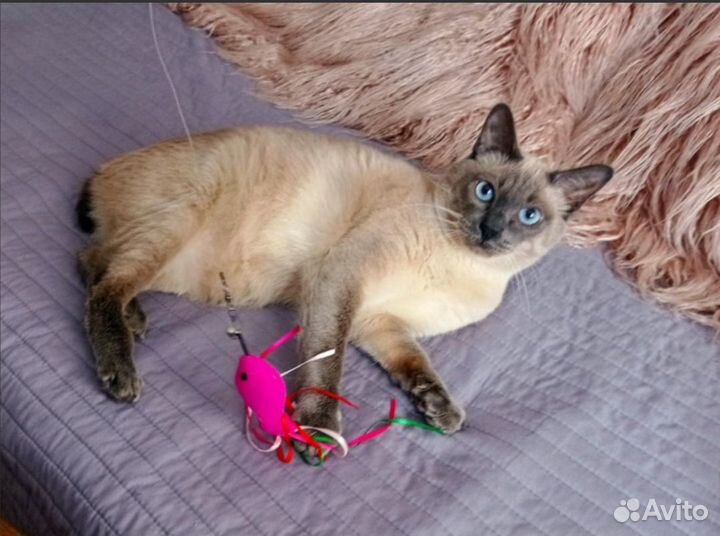 Зооняня, котоняня. Не передержка