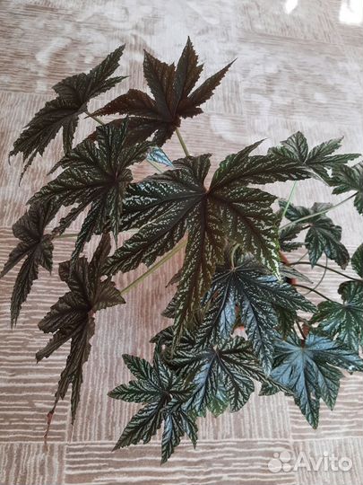 Комнатные растения