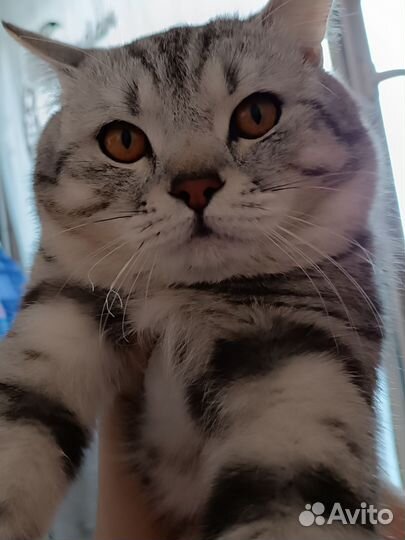 Британская