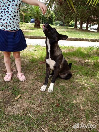 Собака в добрые руки