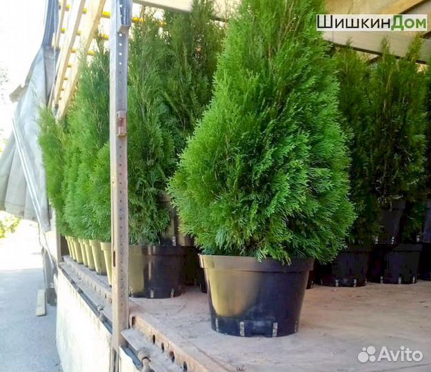 Туя, ель на участок