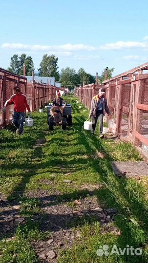 Работник в приют для животных