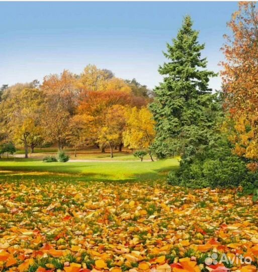 Фотообои золотая осень