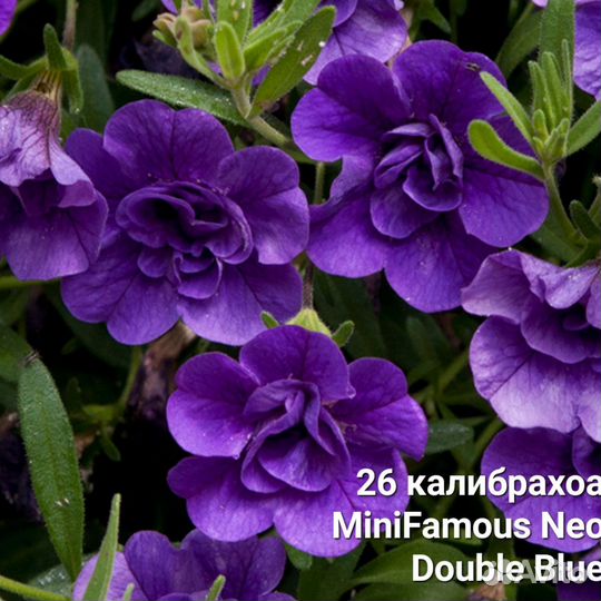 Калибрахоа