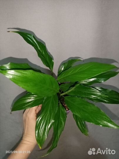 Спатифиллум Свит Лауретта