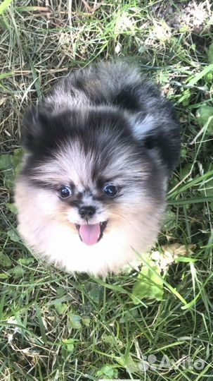 Померанский шпиц