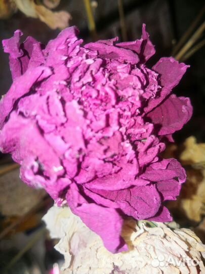 Сухоцветы пионы и розы