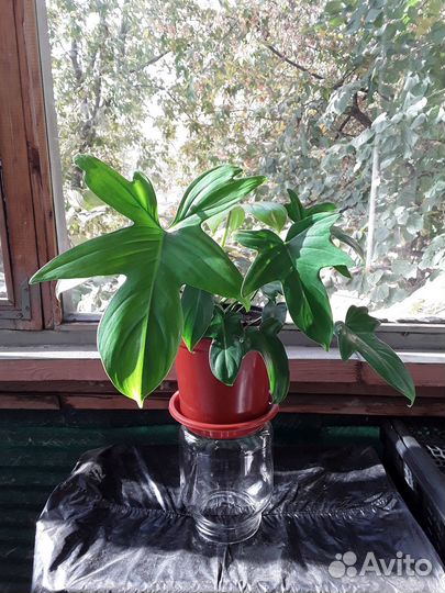 Гитаровидный филодендрон