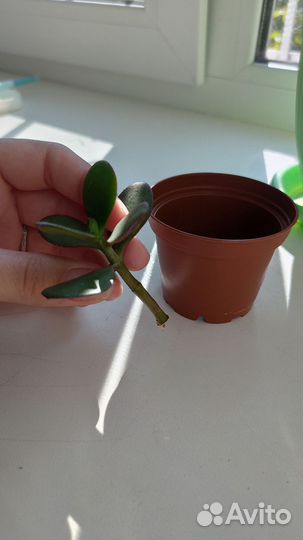 Крассула толстянка