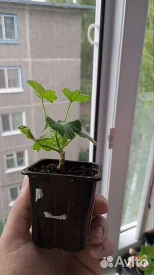 Рассада цветов