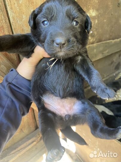 Шенок лабрадор