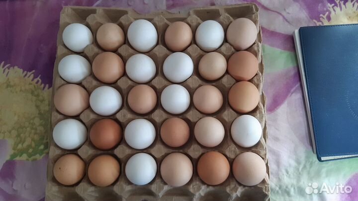 Домашние куриные яйца