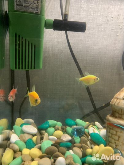 Аквариум с рыбками