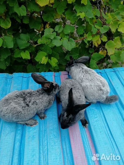 Кролики - Серебро