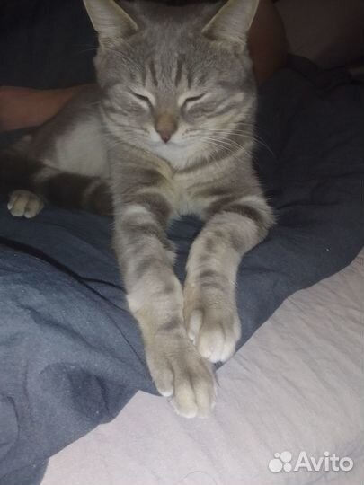Котик британца, вязка
