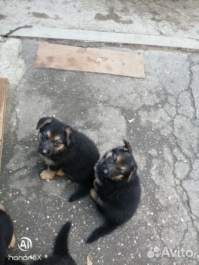 Немецкая овчарка