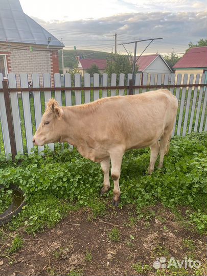 Телка 2 года