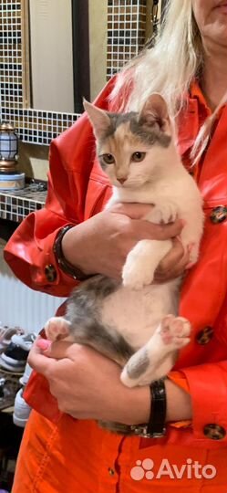 Отдам котёнка в добрые руки