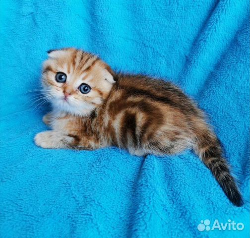Шотландский золотой котенок фото