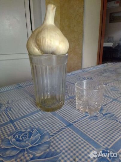 Семена чеснока