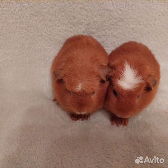 Морские свинки девочки Крестеды