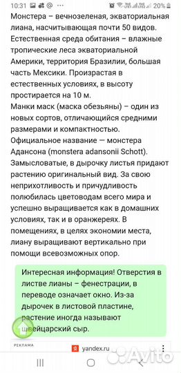 Монстера манки маск