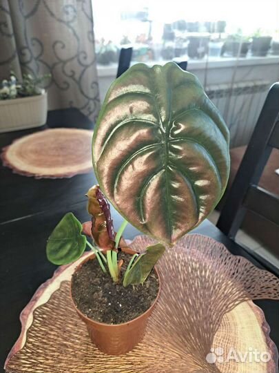 Алоказия Купрея Ред секрет, блэк вельвет, Юкатан