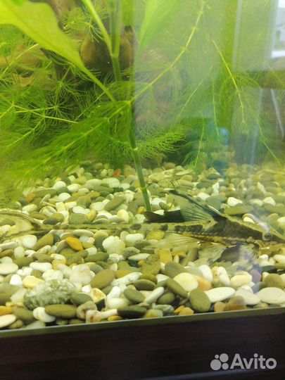 Аквариумные рыбки