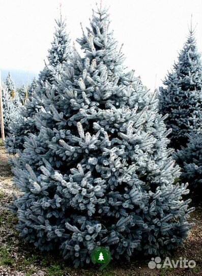 Ель голубая экстра качества