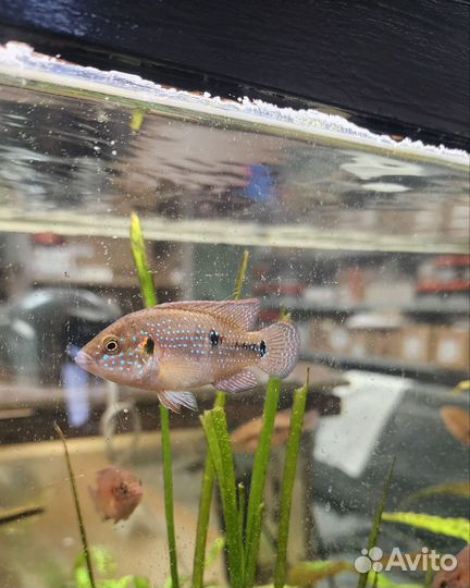 Рыбки аквариумные Цихлида Хромис - красавец