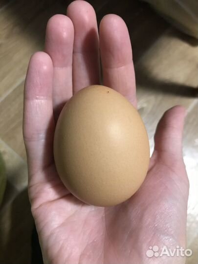 Домашние куриные яйца