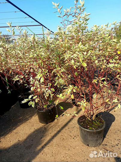 Дерен элегантиссима