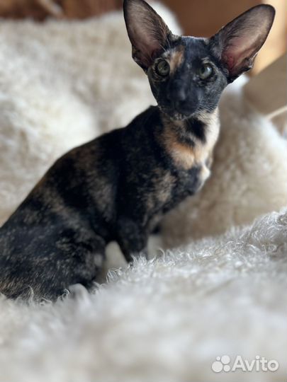 Ориентальная кошка