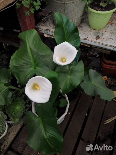 Комнатные растения цветы