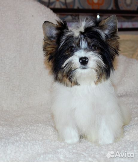 Девочка бивера