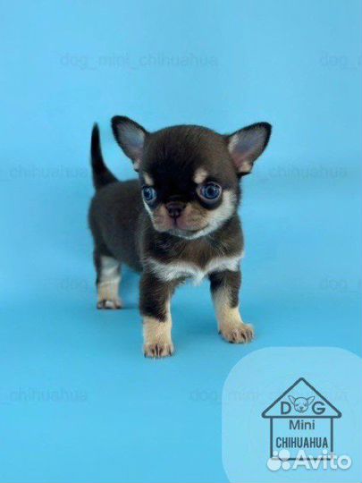 Эксклюзивный супер мини мальчик