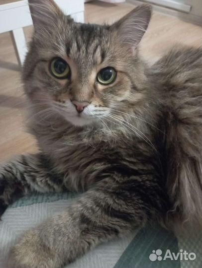 Кот в дар