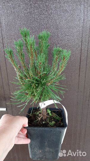 Сосны горные Benjamin и Mops