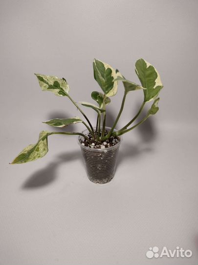 Эпипремнум Сциндапсус