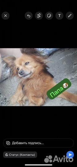 Той-терьер
